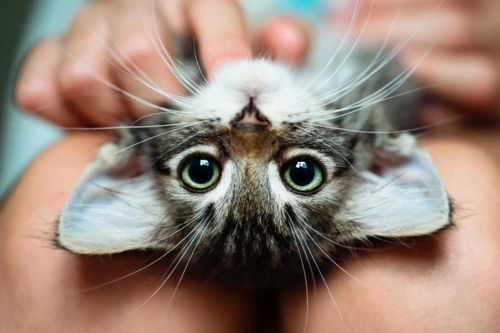 What Causes Cats to Be Stressed? Common Triggers Explained