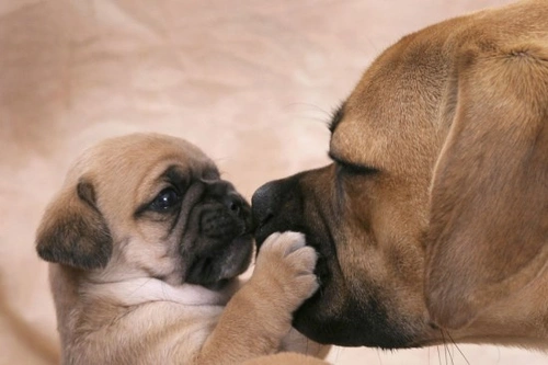 All About Dogs and Puppies: Fascinating Facts Revealed