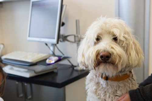 Treatment and Management of Alopecia in Dogs