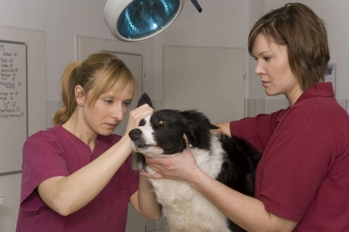 Ear Mites in Pets: Causes, Symptoms & Treatment Guide