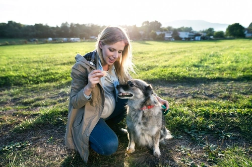 Does Your Dog Realise You’re Pregnant? How Dogs Sense Pregnancy