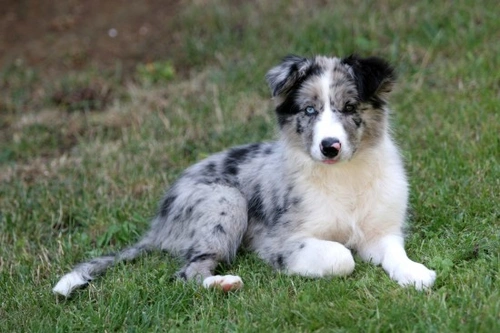 Dog Coat Colours Explained: A Comprehensive Guide