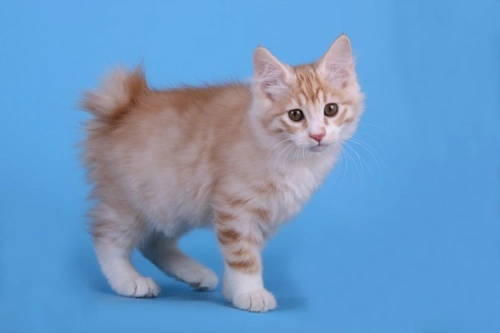 8 razas de gatos raras y hermosas