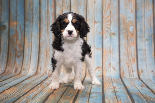 Cavachon vs Cavapoo: Key Differences Between the Breeds