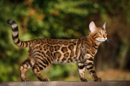 Can a Cat’s Coat Really Change Colour? Causes Explained