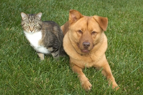 11 Parasites That Bug Pets: Your 2025 UK Guide