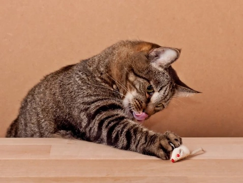 3 Easy Ways to Cure Your Cat's Boredom Safely