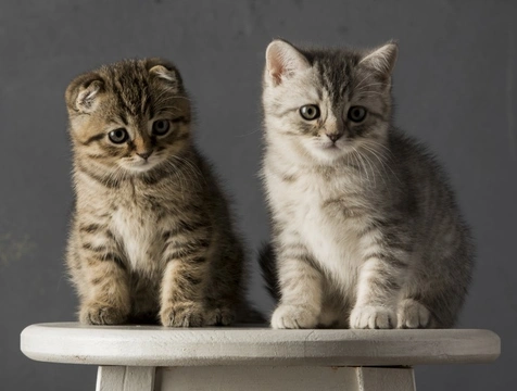 Should You Get a Male or Female Kitten? Key Differences