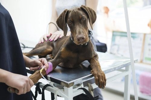 5 proven ways to fund your dog’s veterinary care affordably