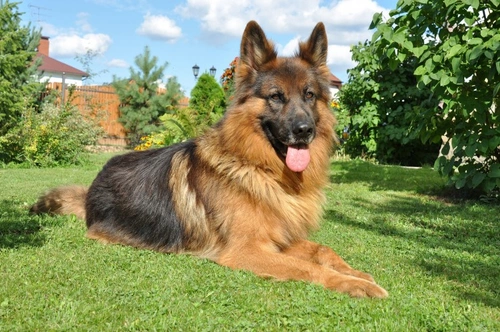 Masticatory Muscle Myositis in Dogs: Early Signs and Treatment