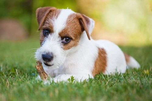 What To Do If Your Dog Has Convulsions or a Seizure
