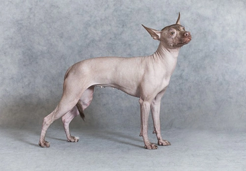 Hairless Dog Breeds: Facts, Care & Breed Guide