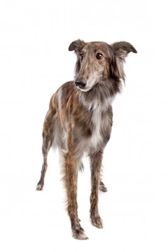 What is Lotus Syndrome in Dogs? A Fatal Puppy Disorder