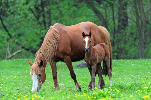 Do Horses Inherit Character Traits? A 2025 UK Guide