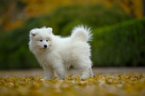 Uveodermatologic Syndrome in Samoyeds: Causes, Symptoms & Care