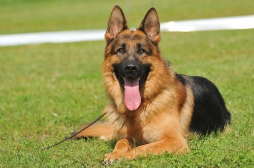 Osteoarthritis in Dogs and Cats: Causes, Signs & Care