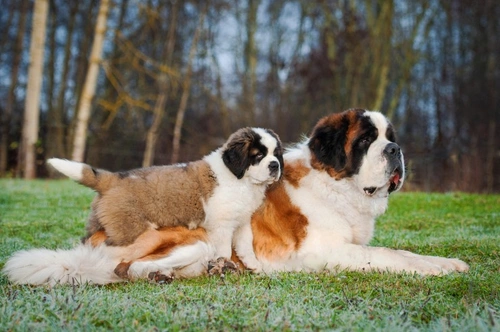New UK microchipping rules every puppy buyer must know