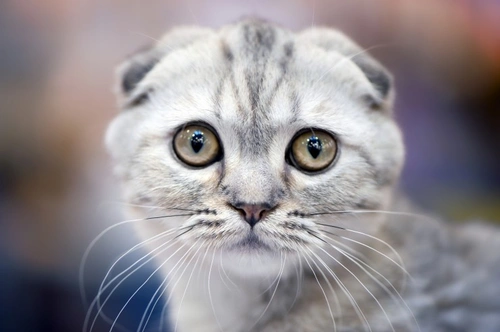 Cat Shows: A Visitor’s Complete Guide to Enjoyment