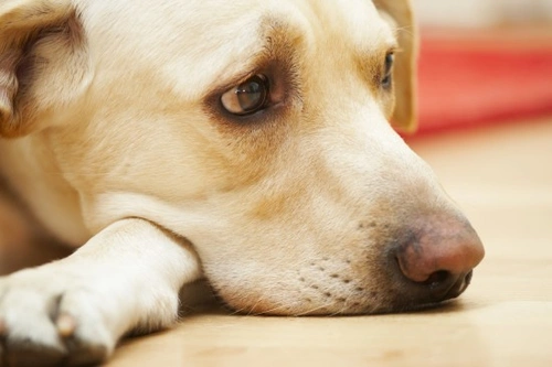 Why Do Dogs Get the Shakes? Causes and What to Do