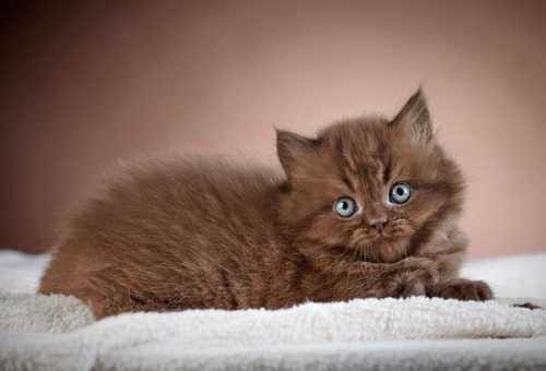 How a kitten’s personality forms before going to new homes