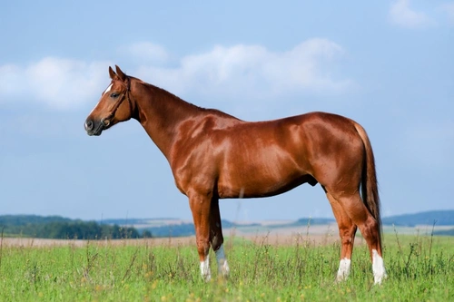 Ever Wondered What All These Equine Abbreviations Mean?