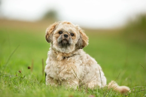 Malocclusions in Dogs: Causes, Signs and Treatment