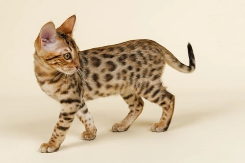 5 Expert Ways to Tell If Your Cat Is Healthy