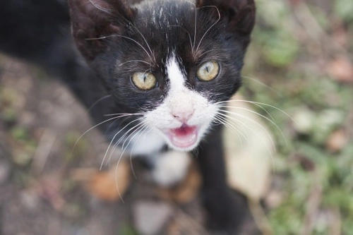 Dealing with a Very Noisy Cat: Causes & Solutions