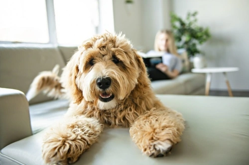 Top 5 Crufts Controversies and Scandals of Last Decade
