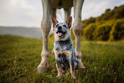 7 Steps to Prevent Ivermectin Toxicity in UK Dogs 2025