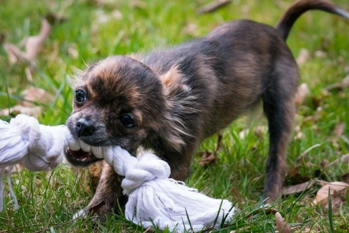Cómo hacer un mordedor de cuerdas para tu perro