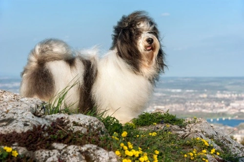 6 actividades al aire libre para disfrutar con tu perro