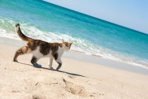 10 Incredible Cats That Travelled Miles to Reunite With Owners