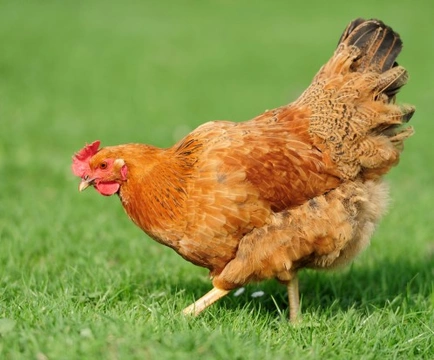 Healthy Skin and Feathers in Chickens: Essential Care Guide