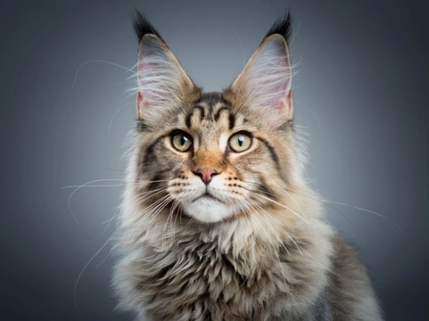 Displasia de cadera en gatos: causas, síntomas y cuidados