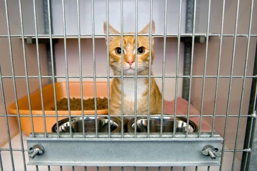 The Advantages of Adopting a Mature Cat