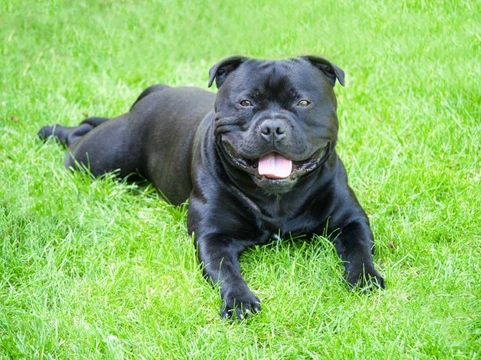 Staffordshire Bull Terrier: 11 FAQs Answered for UK Owners