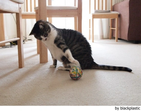 Juegos con el gato que causan problemas de comportamiento