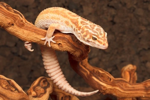 Geckos and Their Natural Defences: How They Stay Safe