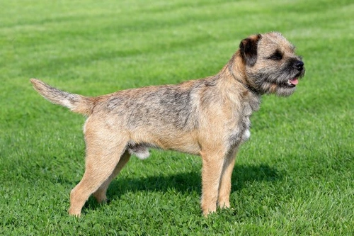 Is the Border Terrier a Good Choice of Pet?