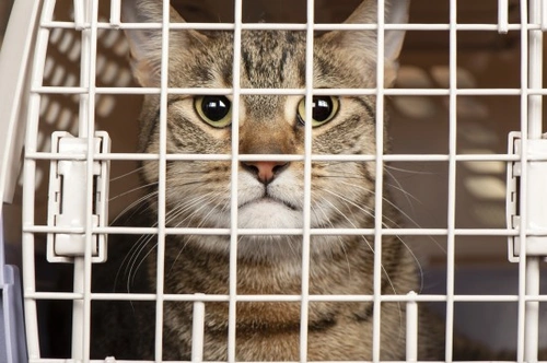 Preparing Your Pet for a Stress-Free Vet Visit