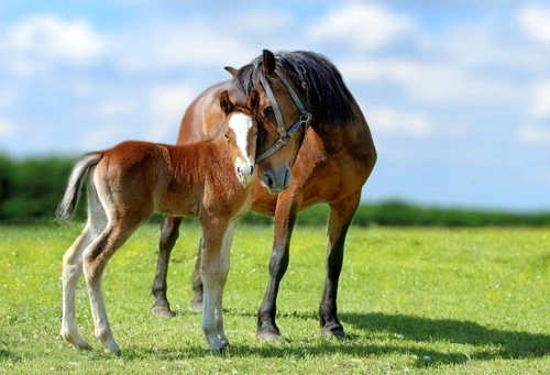 How to Prevent Sunburn in Horses: Essential Tips for Summer