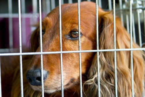 Bringing a Dog Into the UK from Outside the EU: Complete Guide