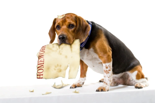 Mi perro hace lo que quiere: Nuestros 10 consejos básicos