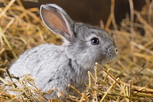 How to Feed Your Rabbit a Natural Diet: Step-by-Step Guide