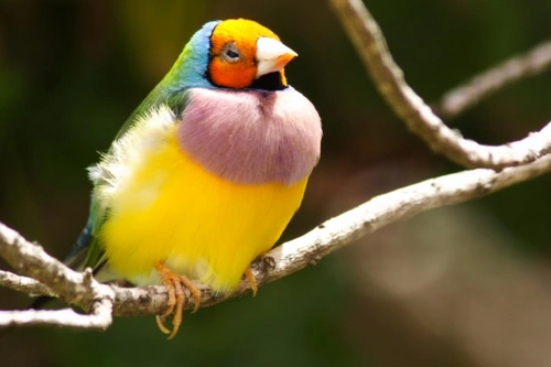 Gouldian Finch Guide: Care, Colours & Breeding Tips