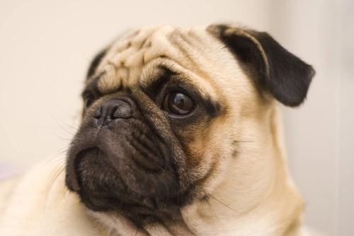 Síndrome braquicefálico en perros: causas, signos y cuidados