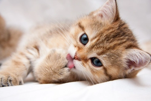 PDSA PAW Survey 2019: Insights on UK Cat Ownership