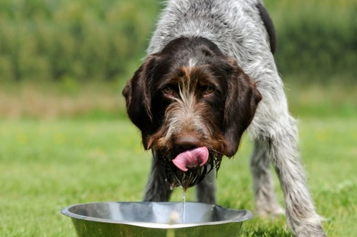 Why Dogs Drink Excessive Water: Key Causes & What To Do