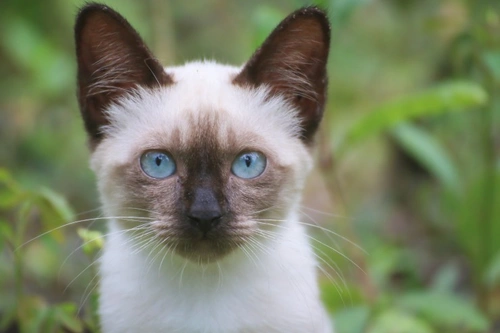 Five Key Answers to Questions Often Asked by Cat Owners